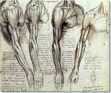 Fig_1_leonardo-da-vinci-anatomy_4_000