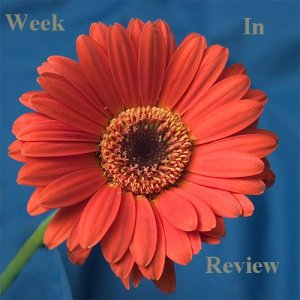 gerbera combat