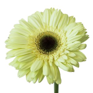 Gerbera-Evergreen-Head-350_a7ff1c4a