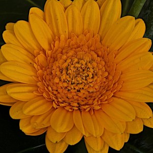 gerbera-flolili