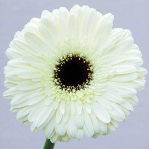gerbera-floraco-dalma