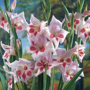 gladioluselvira