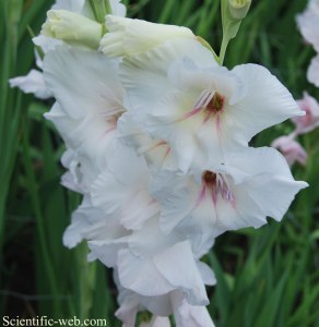 GladiolusSancerre1