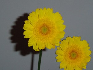 illusion 1