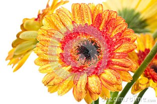 orange-yellow-gerbera-flower-extreme-close-up-24980916