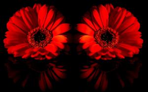 red-gerbera-daisies_015754 ferrari