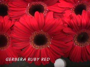 rubyred