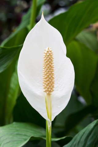 Spathiphyllum_cochlearispathum_RTBG