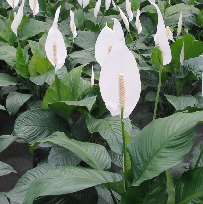 Spathiphyllum 'Sweet Lauretta' PAT#14004