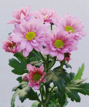 spray-chrysanthemum-floraco-reagan-improved