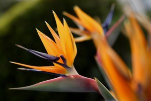 strelitzia-reginae-daniel-mosquin