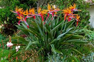 strelitzia0