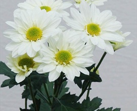 thumb_271x220_reagan-white