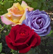 1390813999Rosa_Dame_De_Coeur__Peace__Waltztime grtootblo