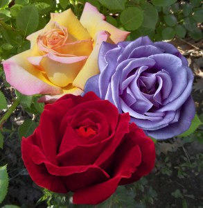 1390813999Rosa_Dame_De_Coeur__Peace__Waltztime grtootblo