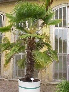 320px-Trachycarpus_Fortunei
