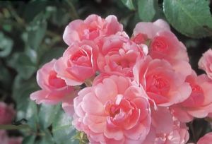 BONICA_427(1)tros