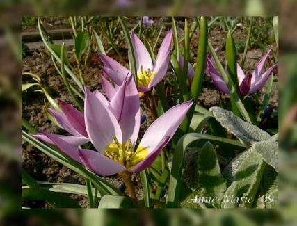 p1150726-botanische-tulp