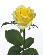 tara_HR_4_tcm53-140929 kleinbl