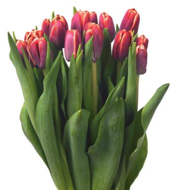 tulipa%20armani%2012 enkelbl