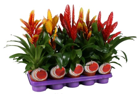 Vriesea-Sensation-xxl-gr-