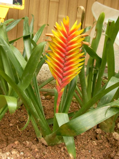 SANYO DIGITAL CAMERA