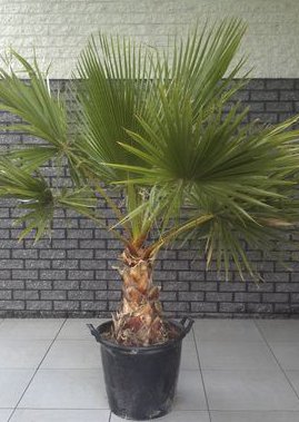 569cf79338-washingtonia-robusta