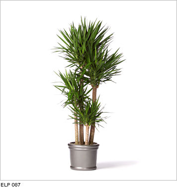 yucca-elephantipes-cane