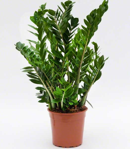 zamioculcas_pr