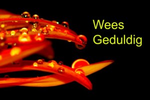 Geduld-is-de-Sleutel-tot-Succes-Easy-Branches