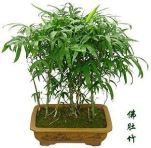 Bonsai-plants-bonsai-flower-indoor-ornamental-bamboo-bambusa-shape-bamboo-buddha