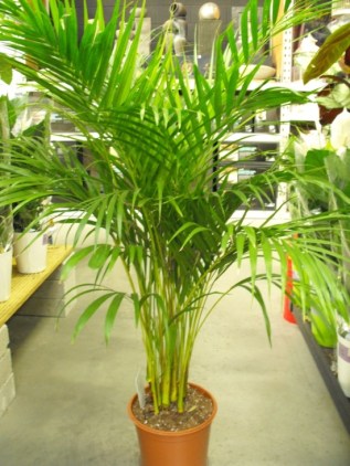 areca_palm_1