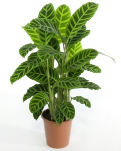 Zebrina