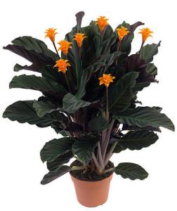 Bloemen