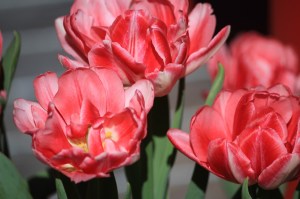 2012-04-30 Velo Floriade (30) opstaan