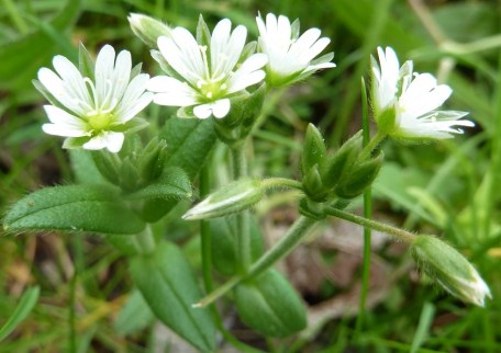 artikel45014-3_gewone_hoornbloem