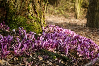 IMG_2478-gr-prachtschubwortel