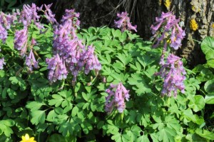 jcs-corydalis-solida-47395 vingerhelmbloem