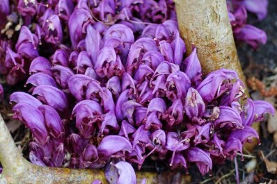 Lathraea clandestina 4, Prachtschubwortel, Saxifraga-Willem van Kruijsbergen