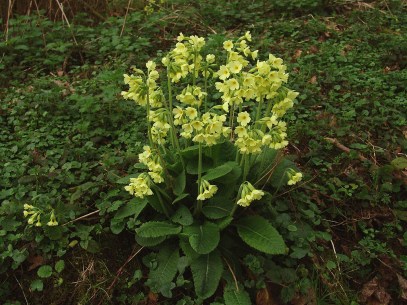 primula elatior-slanke sleutelbloem-01