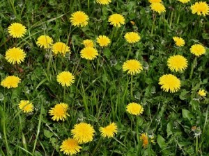 Taraxacum sp_gehele plant