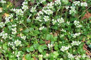 00342Deens lepelblad Lange land Ziekenhuis 1 copy