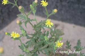 01191Kruiskruid klerverig bloem 1copy