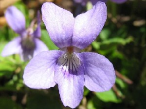bosviooltje-bloem