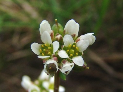 Cochlearia danica - Deens lepelblad-03