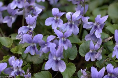 Macro opname van een groep Donkersporig bosviooltje; Close-up from a group Early Dog-violet.