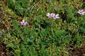 Erodium cicutarium ssp dunense 8, Duinreigersbek, Saxifraga-Willem van Kruijsbergen