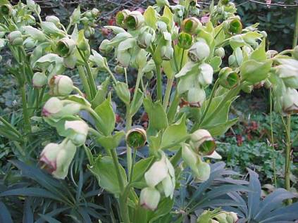 helleborusfoetidusbloeiwijzen