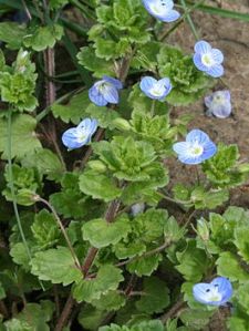266px-Veronica_persica_060403Cw big reprijs