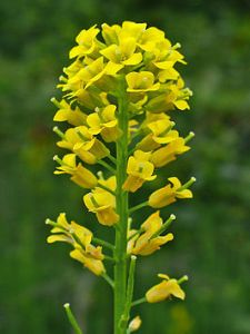 Barbarea_vulgaris_002